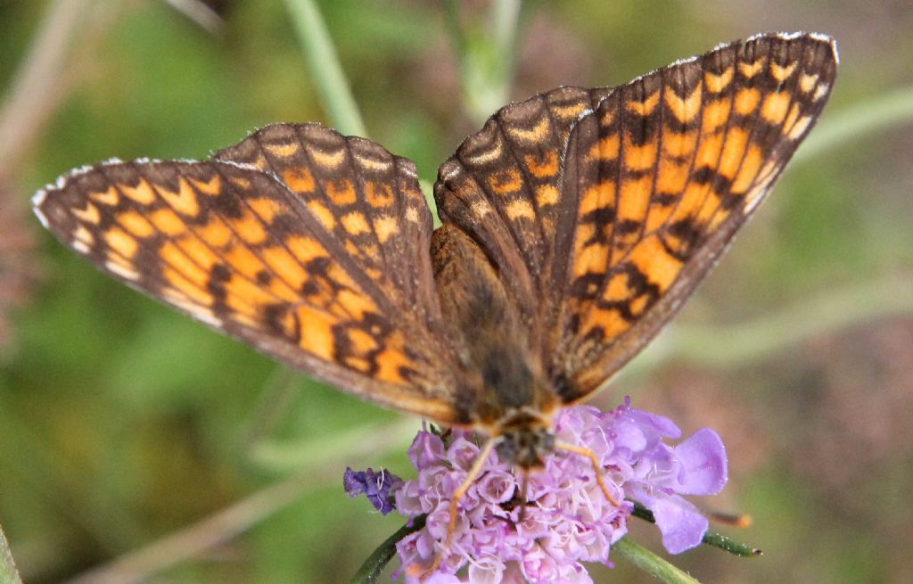 Melitaea cinxia o phoebe?